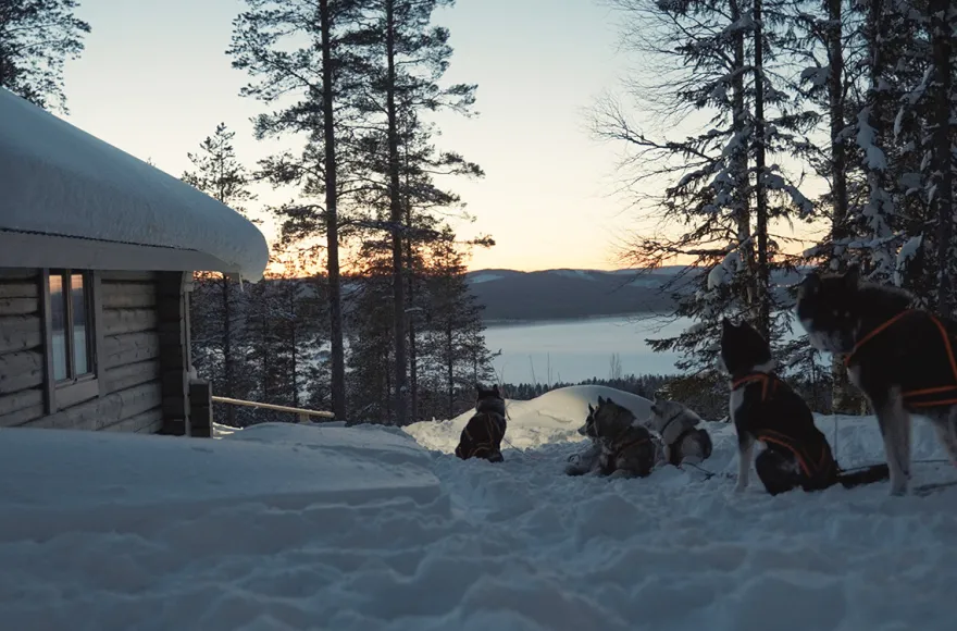 Abenteuerreise Lappland mit Hundeschlitten für 2 (2 Nächte)