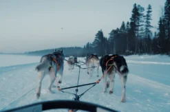 Abenteuerreise Lappland mit Hundeschlitten für 2 (2 Nächte)