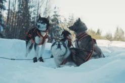 Abenteuerwoche Lappland mit Hundeschlitten für 2 (7 Nächte)