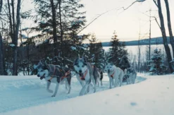 Abenteuerwoche Lappland mit Hundeschlitten für 2 (7 Nächte)