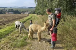 Alpaka Auszeit Schönau-Berzdorf