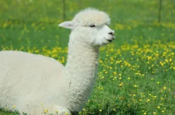 Alpaka Auszeit Taufkirchen