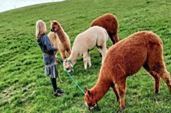 Alpakaerlebnis für Kinder Plütscheid