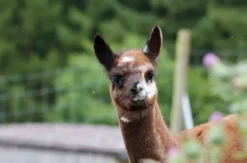 Alpaka Erlebnis Neckargerach