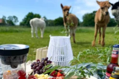 Alpaka Picknick für 2 Petershagen