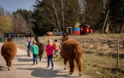 Alpaka Spaziergang Dasing