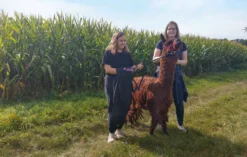 Alpaka Spaziergang Schönau-Berzdorf