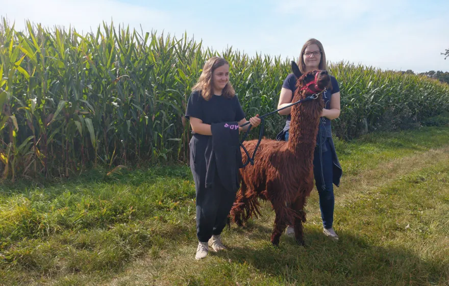 Alpaka Spaziergang Schönau-Berzdorf für 2