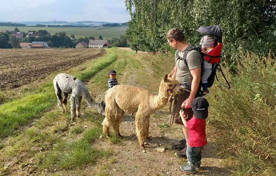 Alpaka Spaziergang Schönau-Berzdorf für 2