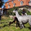 Alpaka Spaziergang Wiederoda für 2