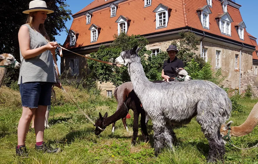Alpaka Spaziergang Wiederoda