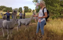 Alpaka Spaziergang Wiederoda