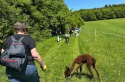 Alpaka Spritztour Wilbich