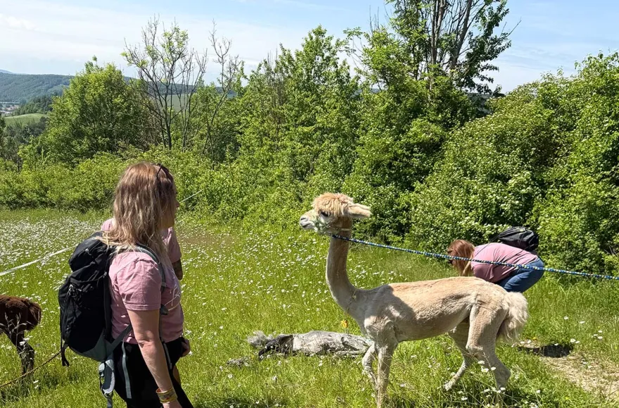 Alpaka Spritztour Wilbich
