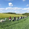 Alpaka Trekking für 2 Raum Dachau (4,5 Std.)