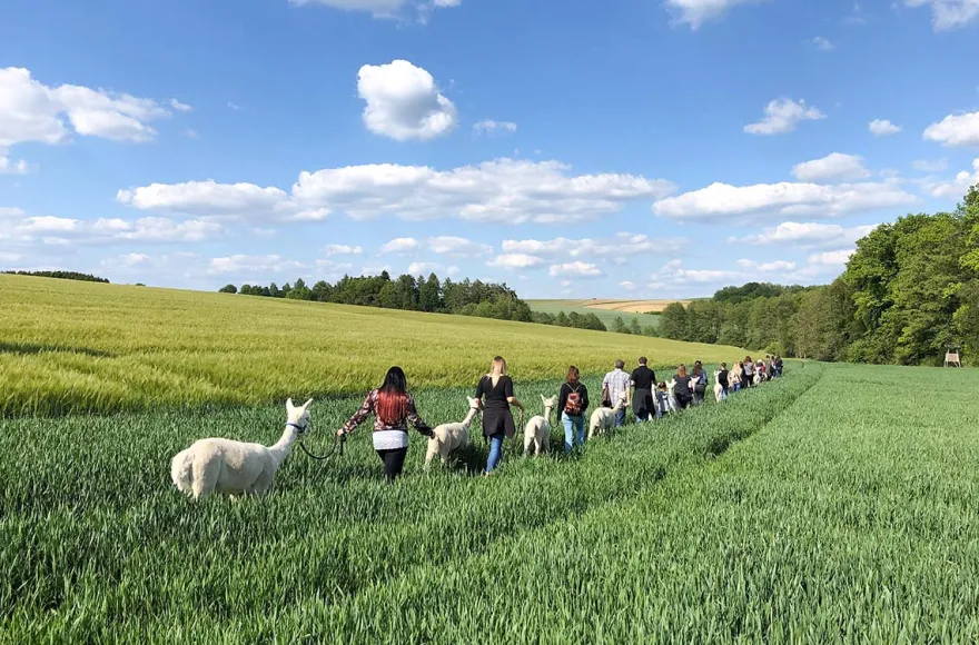 Alpaka Trekking für 2 Raum Dachau (4,5 Std.)
