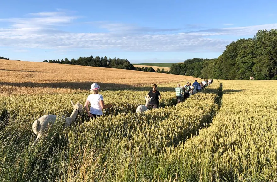 Alpaka Trekking für 2 Raum Dachau (4,5 Std.)