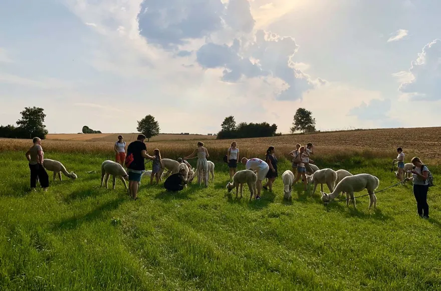Alpaka Trekking für 2 Raum Dachau (4,5 Std.)