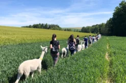 Alpaka Trekking Raum Dachau (4,5 Std.)