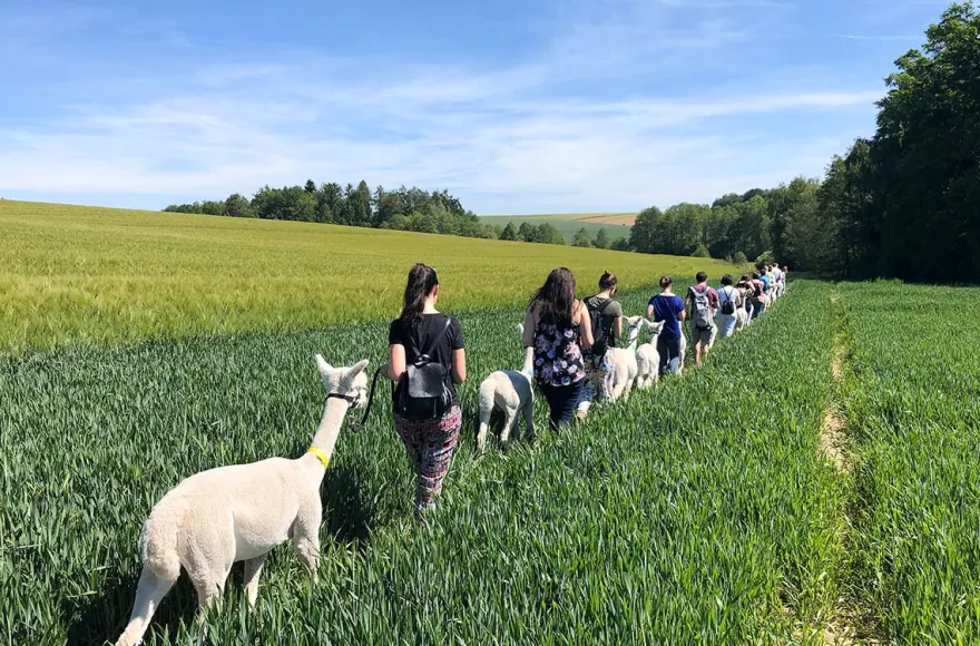 Alpaka Trekking Raum Dachau (4,5 Std.)