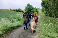 Alpaka-Trekking-Tour für 2 Plütscheid (6 Std.)