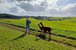 Alpaka-Trekking-Tour für 2 Plütscheid (6 Std.)