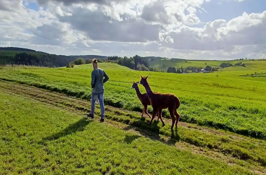 Alpaka-Trekking-Tour für 2 Plütscheid (6 Std.)