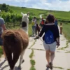 Alpaka-Trekking-Tour für 2 Stadecken-Elsheim