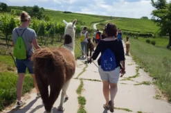Alpaka-Trekking-Tour für 2 Stadecken-Elsheim