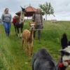 Alpaka-Trekking-Tour Stadecken-Elsheim