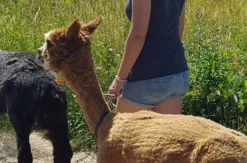 Alpaka-Trekking-Tour Stadecken-Elsheim