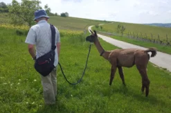 Alpaka-Trekking-Tour Stadecken-Elsheim