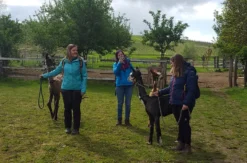 Alpaka-Trekking-Tour Stadecken-Elsheim