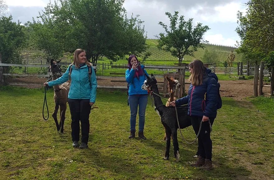 Alpaka-Trekking-Tour Stadecken-Elsheim