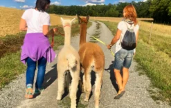 Alpaka Wanderung Arnstein für 2