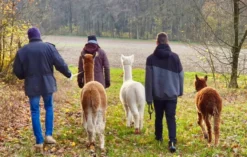 Alpaka Wanderung Arnstein für 2