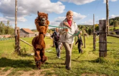 Alpaka Wanderung Bad Großpertholz für 2