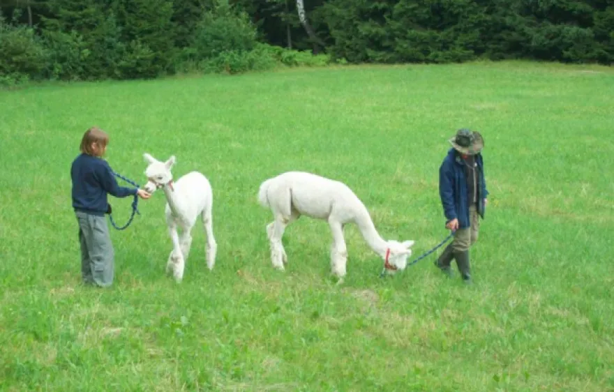 Alpaka Wanderung Bockau für 2