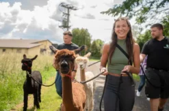 Alpaka Wanderung Bruchhausen für 2