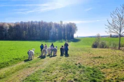Alpaka Wanderung Dipbach