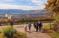 Alpaka Wanderung Dipbach für 2