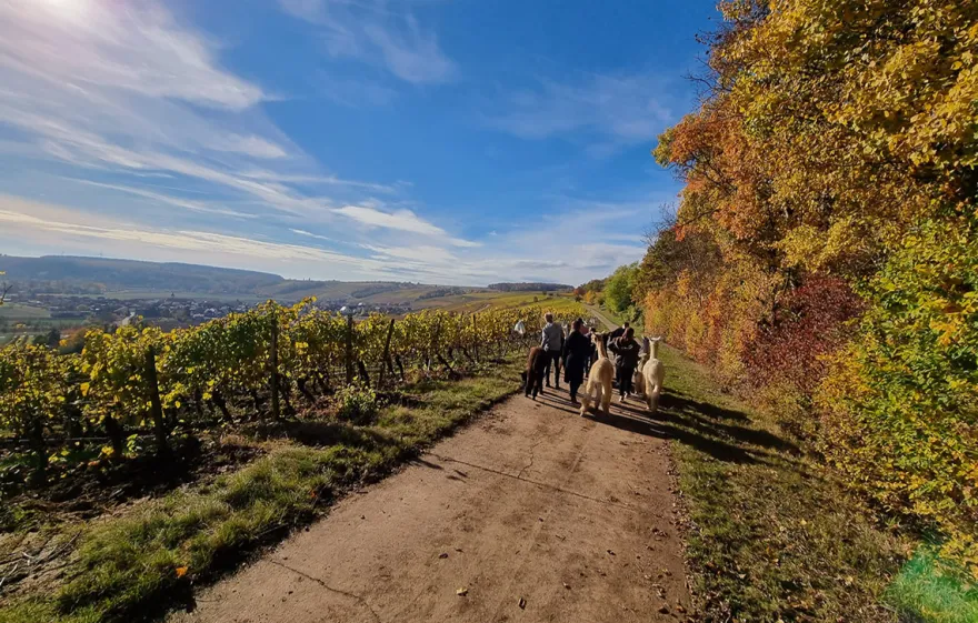 Alpaka Wanderung Dipbach für 2