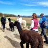 Alpaka Wanderung für 2