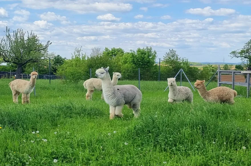 Alpaka Wanderung für 2