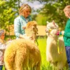 Alpaka Wanderung für 2 Eichendorf