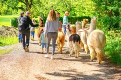 Alpaka Wanderung für 2 Eichendorf