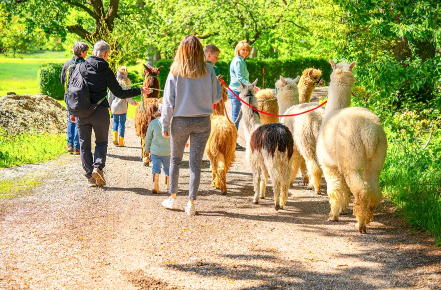 Alpaka Wanderung für 2 Eichendorf