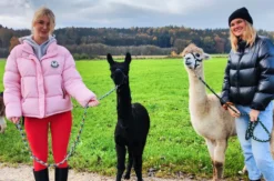 Alpaka Wanderung für 2 Jettingen-Scheppach