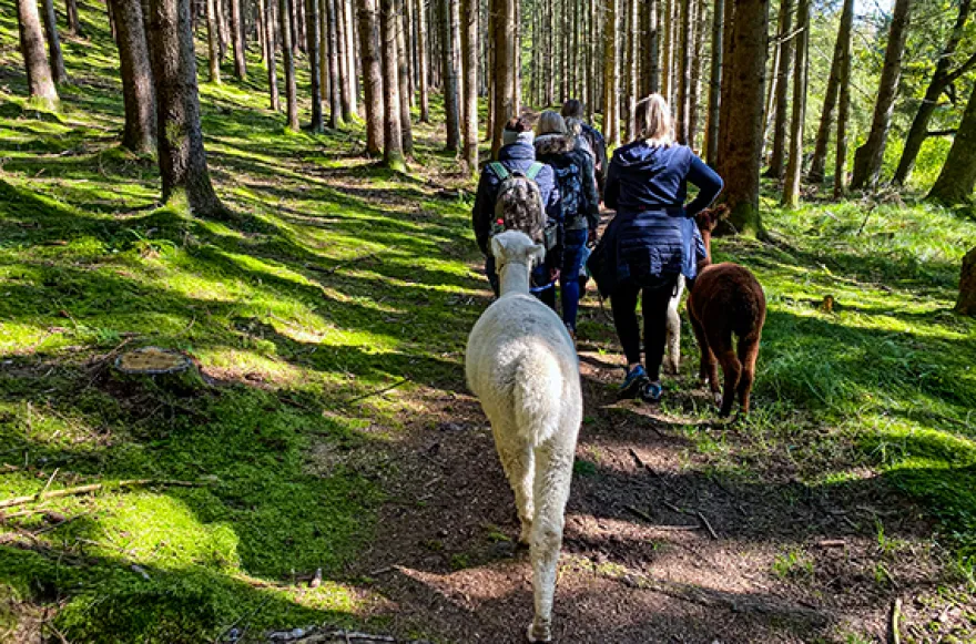 Alpaka Wanderung für 2 Raum Dachau (2,5 Std.)