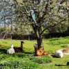 Alpaka Wanderung für 2 Wulften